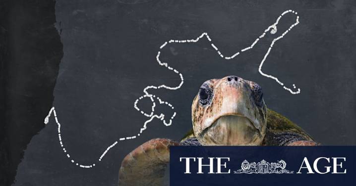 Think you can only see this exotic creature on holiday? Try a Sydney beach