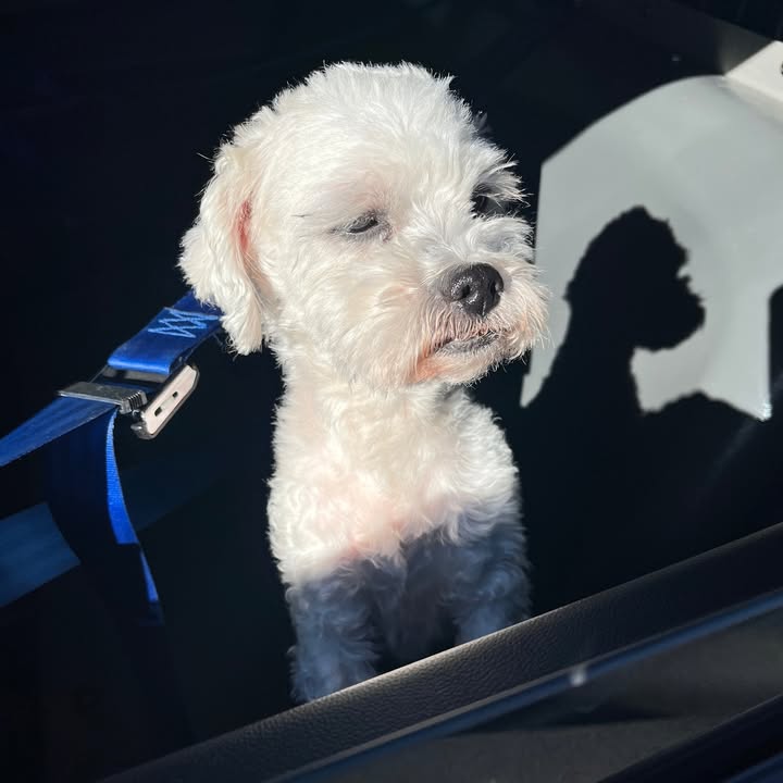 Lost dog found near Somerset Street in North Plainfield