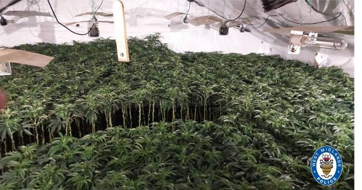 Police raid one of Birmingham's biggest ever cannabis farms worth £9.5m