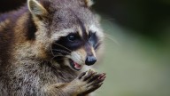 Niagara County confirms rabies in raccoon after dog encounter in Lockport