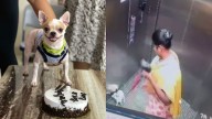Bengaluru woman held for brutally killing pet dog in lift; viral CCTV footage reveals shocking act