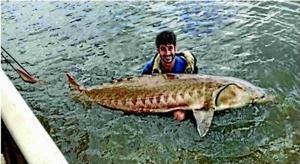 Endangered fish washes ashore on SC coast