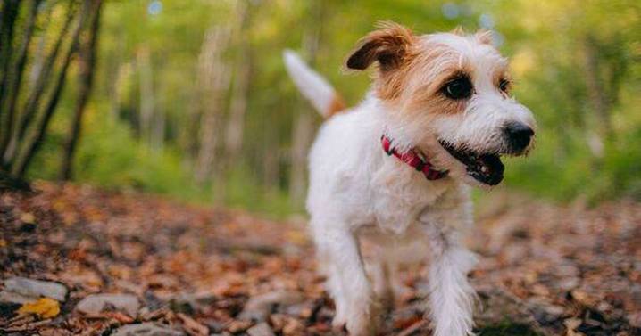 Dog owners warned of serious illness risk that's worst in November
