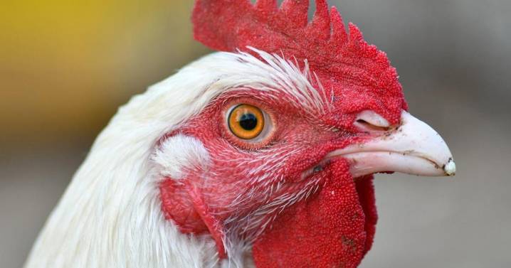 Gripe aviar: el Govern avisa de que «el riesgo es real» y de que será vigilante