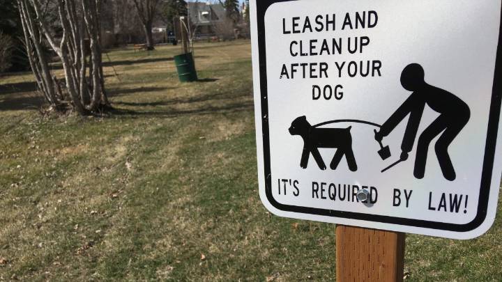Local Dog Makes Huge Mess Just to Irritate Owner