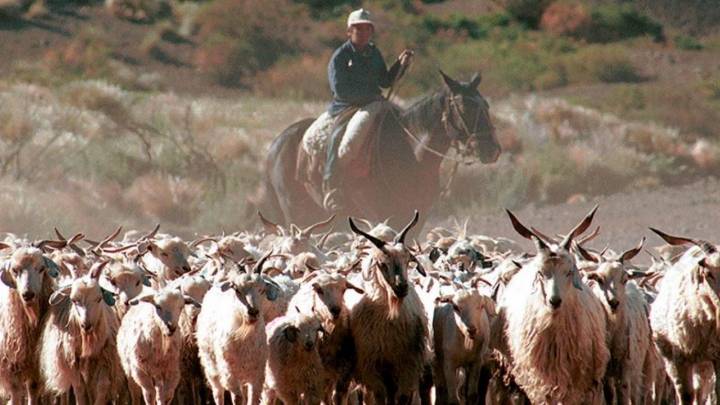 En noviembre se realizará el operativo de trashumancia con pastores del norte neuquino