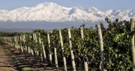 Mendoza pone el ojo en el cobre orgánico: audiencia pública por proyecto clave para la vitivinicultura