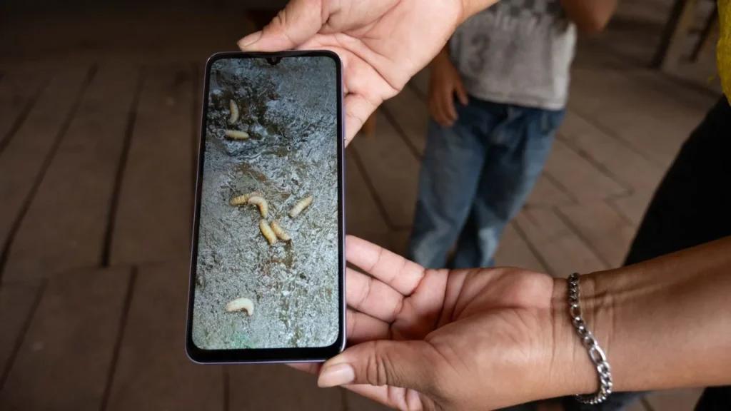 EU instala módulo de dispersión de moscas estériles en Tamaulipas, para frenar gusano barrenador