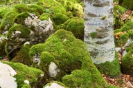 Sancionarán con hasta 10 mil unidades tributarias la extracción de musgo...