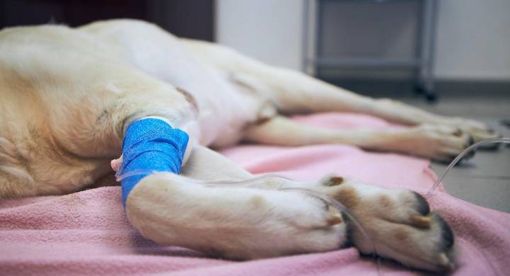 Escándalo en Bucaramanga: cuestionan a la Unidad de Bienestar Animal por ordenar la eutanasia a perros sanos