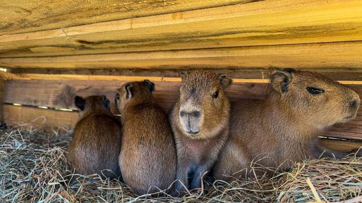Capybara quintuplets born at Long Island Game Farm