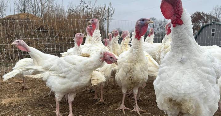 Stores keep prices down in tough year for turkeys, other Thanksgiving foods may cost more