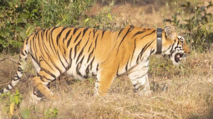 Tigress STRT–04 released into wild, marking milestone for Sahyadri Tiger Reserve