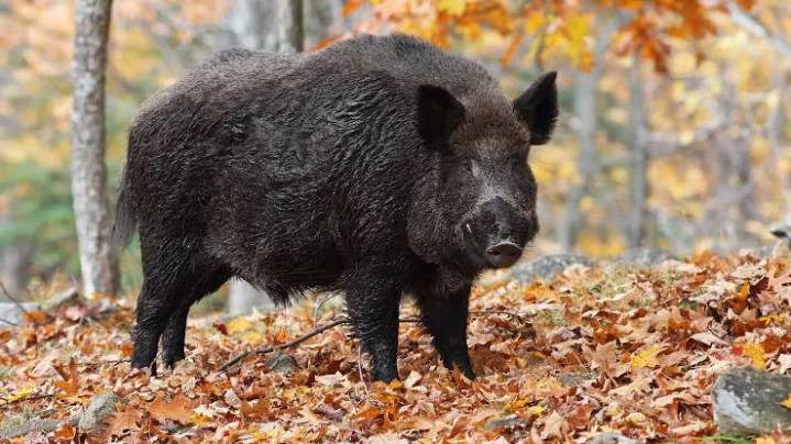 Three injured in wild boar attack in Rajouri