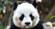 Chapultepec podría recibir un nuevo panda; Brugada confirma pláticas con China