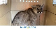 Rescate exitoso de un puma juvenil en Albardón: cómo un llamado al 911 salvó la vida del animal