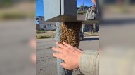 Un llamado a la conciencia: un periodista de Neuquén creó una red para proteger los enjambres de abejas