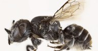 Descubren una nueva especie de abeja con "cuernos demoníacos" en Australia