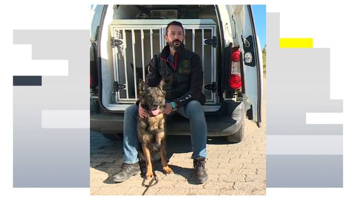 Un perro policía de la Guardia Civil detecta nueve millones y medio de efectivo en seis años
