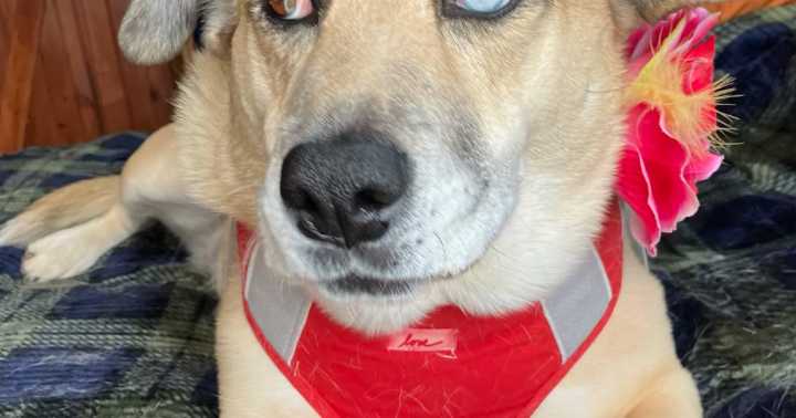 HCH Pet of the Week: Sadie