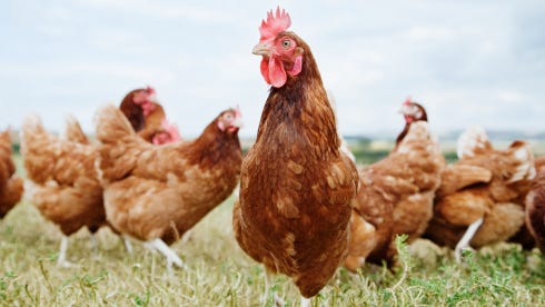 Backyard flock in St. Clair County tests positive for avian influenza