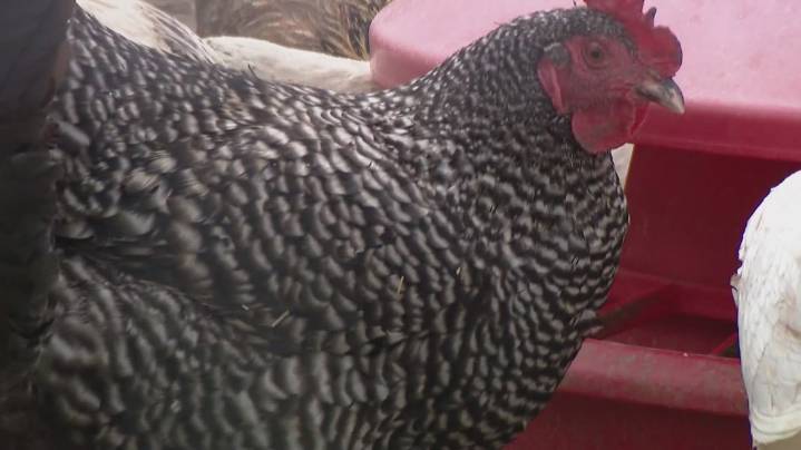 Washington woman dies from bird flu complications