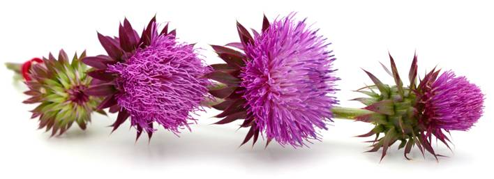 Te enteraste que… secretos naturales para tu salud y bienestar