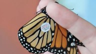 Equipan a mariposas monarca con chips del tamaño de un arroz para rastrear 4 mil kilómetros de vuelo