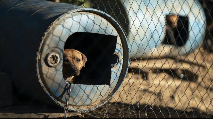 47 dogs seized along with drugs, guns, and money in SLED multi