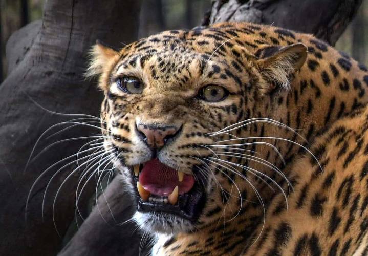 Pune: Villagers set forest dept vehicle on fire after leopard attack on minor