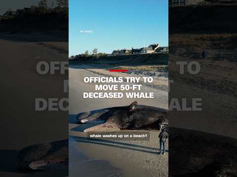Officials try to move a 50-ft deceased whale