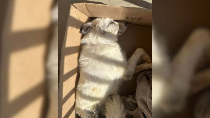 Shocked Pennsylvania Woman Finds Heartbreaking Package With A ‘Sadly Passed Dog’ Left On Her Porch