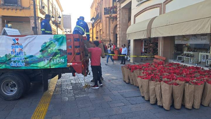 LEÓN SE PINTA DE ROJO: INSTALARÁN CASI 13 MIL NOCHEBUENAS EN ESPACIOS PÚBLICOS