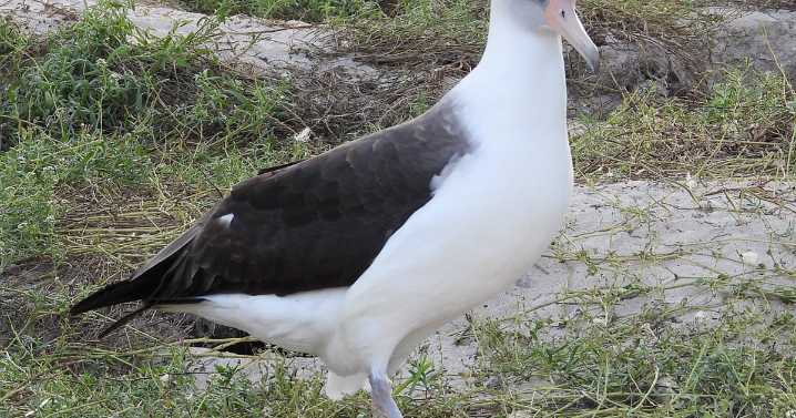 World’s oldest bird spotted alive and well