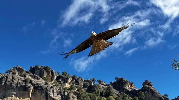 Los milanos reales renacen en Andalucía: 186 aves liberadas logran crear 13 parejas reproductoras