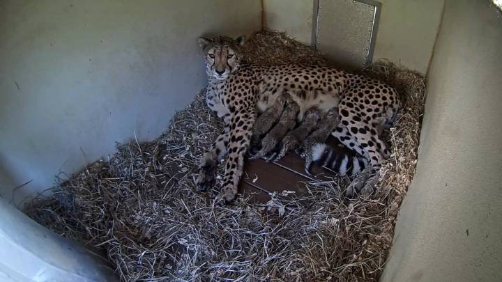 Cheetah cubs born at National Zoo’s Front Royal Campus during shutdown