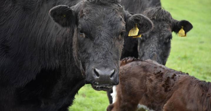 Building Better Herds beef management workshop scheduled for Dec. 16 in Emporia