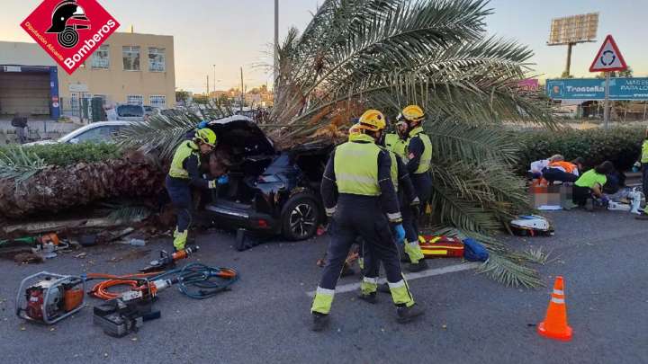 Muere un hombre al caer una palmera sobre el coche que conducía en Torrevieja