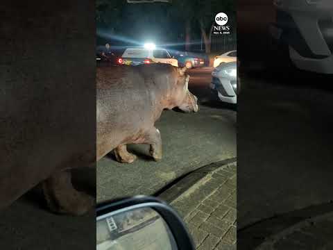 Hippo street takeover blocks traffic in South African town