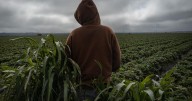 California's child farmworkers: Exhausted, underpaid and toiling in toxic fields