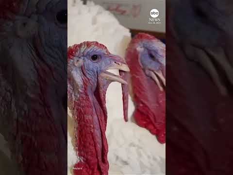 'Gobble' and 'Waddle' enjoy hotel stay ahead of presidential turkey pardon