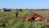 Pinedo: en medio de una tormenta eléctrica, un rayo mató 31 vacas