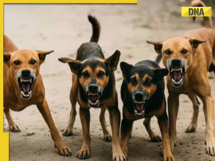 SC orders removal of stray dogs: Check full list of places and what the top...