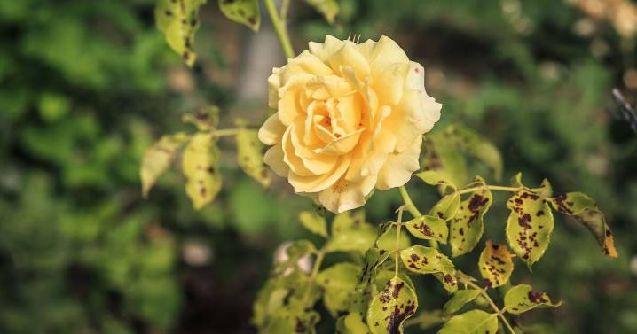 How to prevent roses dying from black spot disease with 1 natural item