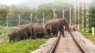 Assam: Crew vigilance saves seven elephants from train collisions in NFR Zone