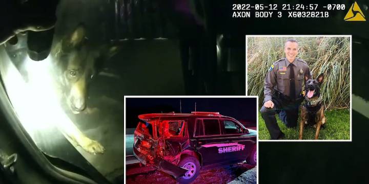 Mohave County K9 to undergo amputation from injuries sustained in car wreck