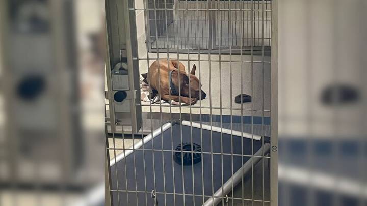 Sad Shelter Dog’s Photo In Michigan Moves People To Tears