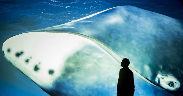 A bowhead whale's DNA offers clues to fight cancer