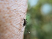 Estrategia Nacional disminuye el 85% de los casos de dengue en 2025 en comparación con 2024