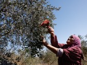 Israeli attacks on olive harvest ‘threaten Palestinian way of life’: UN